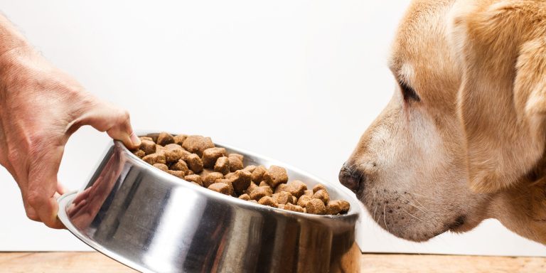 What Diet is Good For Working Dogs?