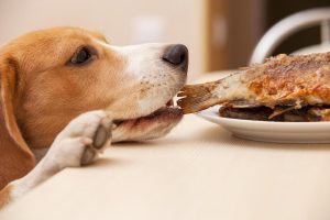raw-fish-for-dogs