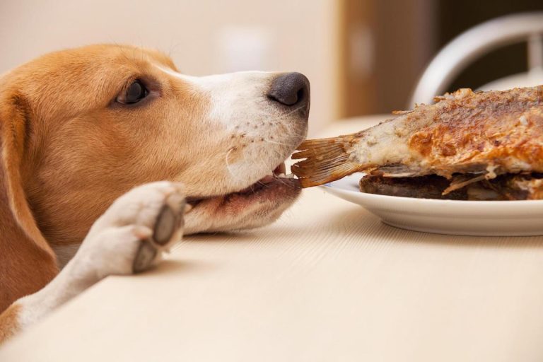 How Raw Fish For Dogs Affects Your Dog’s Health? The Risks Attached!