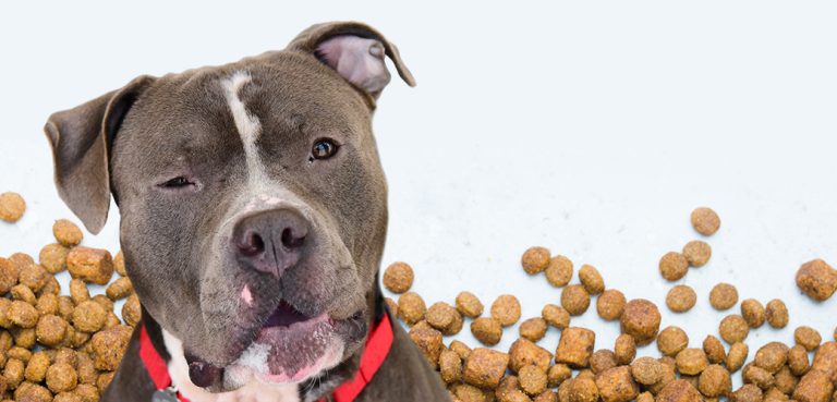 Feed Your Dog Grain-Free Food and Keep Them Healthy