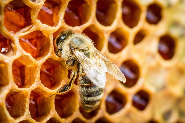 Buy Honey Bees – An Overview of the Benefits and Solutions of Owning One
