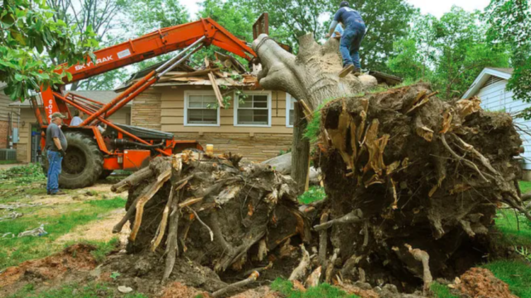 Maximizing Property Value with the Tree Value Calculator: A Homeowner’s Guide